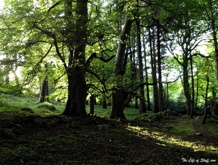 Massy's Estate, at the foot of the Dublin Mountains - Dappled Sunlight