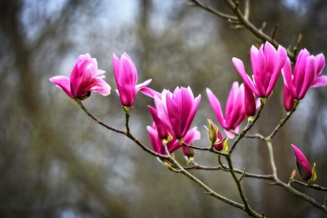 Add A Splash Of Colour To Your Garden Using Flowering Trees And Shrubs