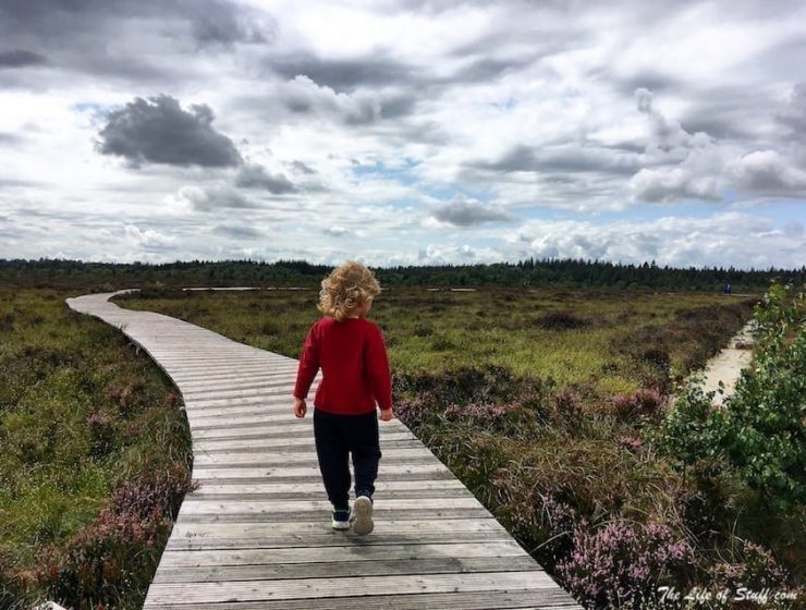 Abbeyleix Bog Walk - wide boardwalk