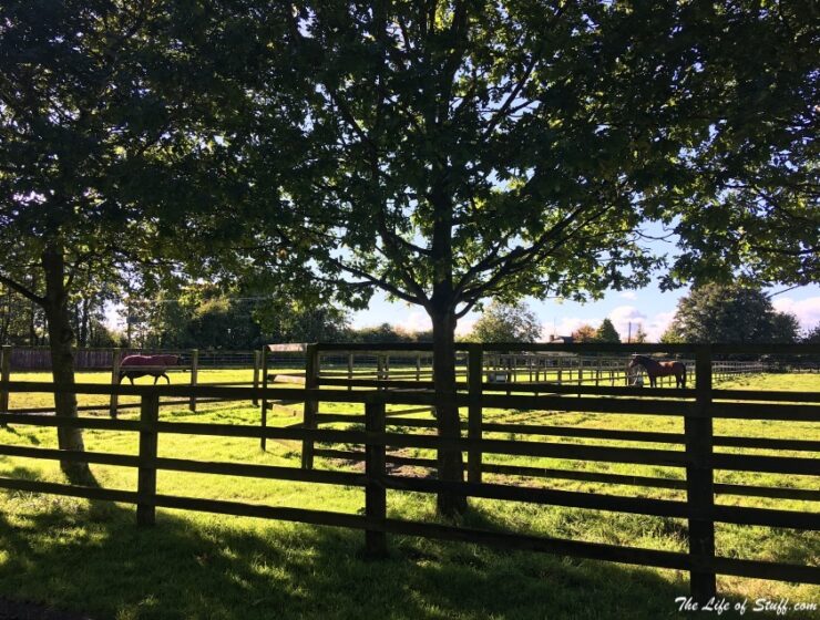 Stud Farm - Irish National Stud