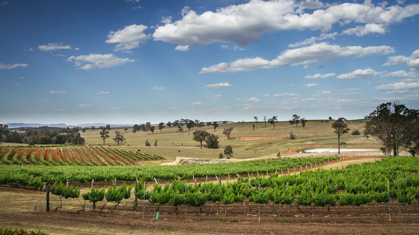 The Best Wine Regions in Australia - Hunter Valley
